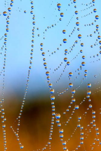 Blue;Brown;Dew;Dewy;Drop;Droplets;Gold;Orange;Spider Web;Tan;Water;Water Drops;Web;Yellow;dew drops;drops