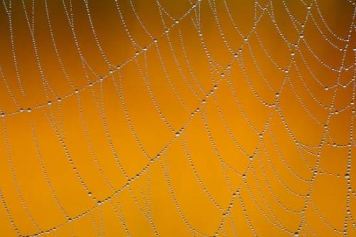 Brown;Dew;Dewy;Drop;Droplets;Gold;Orange;Spider Web;Tan;Water;Water Drops;Web;Yellow;dew drops;drops