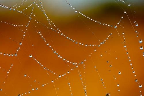 Abstract;Abstraction;Blue;Brown;Close-up;Dew;Dewy;Drop;Droplet;Droplets;Gold;Healing;Health care;Healthcare;Henry Horton;Line;Macro;Nature;Oneness;Orange;Pattern;Peaceful;Reflection;Reflections;Spider Web;Water Drops;Web;calm;dew drops;drops;restful;serene;soothing;tranquil;zen