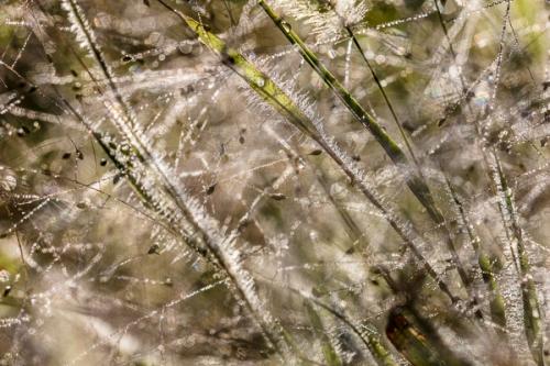 Abstract;Abstraction;Botanical;Brown;Calm;Close-up;Dew;Droplets;Drops;Leaf;Line;Macro;Nature;Pastoral;Shape;Sunlight;Sunshine;Tan;Water;Water Drops;Yellow;botanicals;dew drops;dewy;drop;green;leaves;oneness;pattern;peaceful;plant;reflection;reflections;serene;soothing;sunlit;texture;tranquil;zen