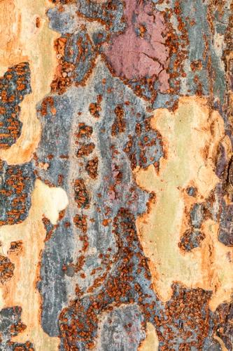 Abstract;Abstraction;Blue;Calm;Close-up;Gray;Line;Macro;Nature;Pastoral;Tree;Wabi Sabi;Yellow;bark;color;green;oneness;orange;pattern;peaceful;red;soothing;texture;tranquil;tree trunk;trunk;zen