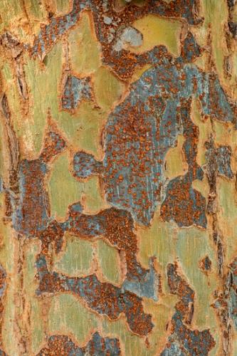 Abstract;Abstraction;Blue;Branches;Brown;Calm;Close-up;Gold;Healing;Line;Macro;Modern;Nature;Pastoral;Shape;Tan;Tree;Wabi Sabi;Warm Colors;Warm Palette;Warm Tones;Yellow;bark;color;contemporary;contemporary art;green;modern art;oneness;orange;pattern;peaceful;restful;serene;soothing;texture;tranquil;tree trunk;trunk;zen