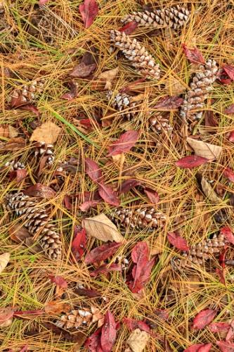 Abstract;Abstraction;Autumn;Botanical;Brown;Calm;Close-up;Fall;Fallen;Fallen Leaves;Flowers & Plants;Gold;Leaf;Line;Macro;Nature;Pastoral;Pine Cone;Pine Needles;Tan;Wabi Sabi;Yellow;botanicals;green;landscape;leaves;oneness;orange;pattern;peaceful;pine;pine cones;plant;red;restful;serene;soothing;texture;tranquil;zen