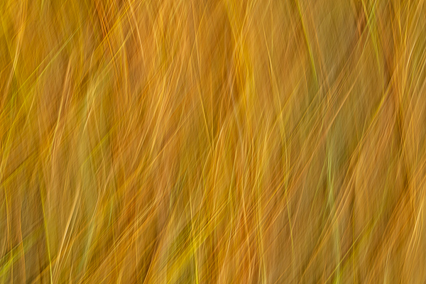 Abstract;Abstraction;Calm;Close-up;Healing;Line;Nature;Pastoral;Shape;Yellow;green;oneness;orange;pattern;peaceful;restful;serene;soothing;texture;tranquil;zen