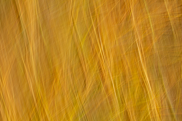 Abstract;Abstraction;Calm;Close-up;Healing;Line;Nature;Pastoral;Shape;Yellow;green;oneness;orange;pattern;peaceful;restful;serene;soothing;texture;tranquil;zen