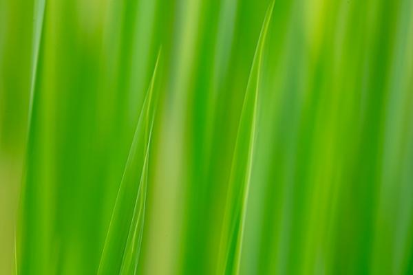 Abstract;Abstraction;Blossom;Blossoms;Botanical;Botanicals;Calm;Concepts;Cool Colors;Cool Palette;Cool Tones;Floweret;Flowering;Flowers;Flowers & Plants;Grass Patterns;Green;Greens;Healing;Health care;Healthcare;Leaf;Line;Minimalism;Modern;Nature;Oneness;Pastoral;Plant;Shape;bloom;color;contemporary;contemporary art;flora;floral;flower;grass;modern art;pattern;peaceful;plants;restful;serene;soothing;tranquil;zen