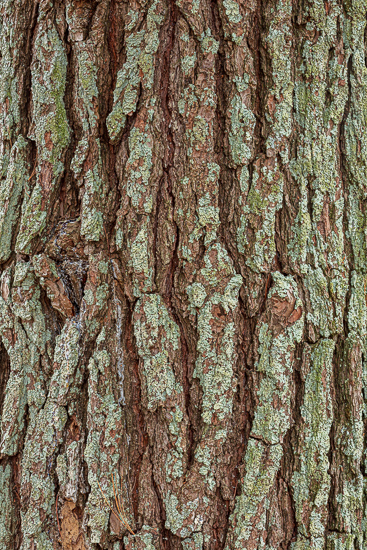 Abstract;Abstraction;Calm;Close-up;Healing;Health care;Healthcare;Lichen;Line;Nature;Pastoral;Tree;Wabi Sabi;bark;oneness;pattern;peaceful;restful;serene;soothing;texture;tranquil;tree trunk;trunk