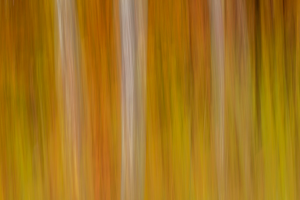 Abstract;Abstraction;Brown;Forest;Gold;Habitat;Line;McCloud Mountain;Minimalism;Modern;Nature;Pastoral;Shape;Tan;Timberland;Yellow;contemporary;contemporary art;modern art;oneness;orange;pattern;peaceful;soothing;texture;tranquil;trees;zen