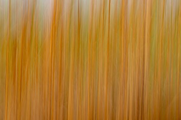 Abstract;Abstraction;Botanical;Botanicals;Brown;Calm;Concepts;Cool Colors;Cool Palette;Cool Tones;Gold;Green;Greens;Line;Oneness;Pastoral;Plant;Shape;Tan;Yellow;color;grass;pattern;peaceful;plants;serene;soothing;texture;tranquil