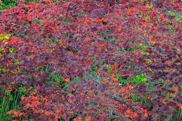 Abstract;Abstraction;Blossom;Blossoms;Botanical;Botanicals;Calm;Concepts;Cool Colors;Cool Palette;Cool Tones;Floweret;Flowering;Flowers;Flowers & Plants;Green;Greens;Leaf;Leaves;Line;Nature;Oneness;Pastoral;Plant;Purple;Redbud;Shape;Tree;Violet;bloom;botanicals;color;flora;floral;flower;foliage;greenery;magenta;pattern;peaceful;plants;restful;serene;soothing;texture;tranquil;vegetation;zen