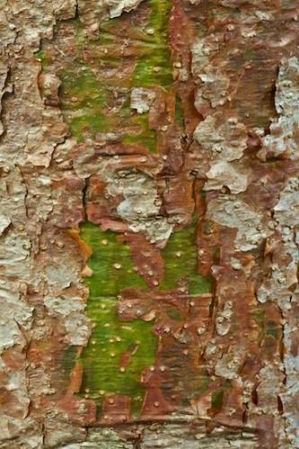 Tree Trunk;Woodland;Leafy;Textures;Abstract;Abstractions;Branch;bark;Bush;Shapes;Branches;Herbaceous;Patterns;Shrub;Green;Trees;Trunk;Plant