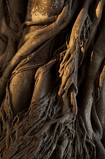 Textures;Shapes;Patterns;Abstractions;Abstract;Plant;Trunk;Bark;Leafy;Branches;Branch;Woodland;Herbaceous;Shrub;Bush;Trees;Tree Trunk