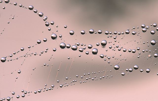 Abstract;Abstractions;Patterns;Shapes;Textures;Dew;Details;Water;Reflections;Drop;Moisture;Droplet;Morning;Bead;Dewey;Insects;Bug;entymology;Wings;Spider;Web;Spider Web;Arachnid;Nature;Vertical;Scenic View;Scenics;Sunlight;Sun;Beams;Sunbeam;Rays;Light;Luminance;Illuminate