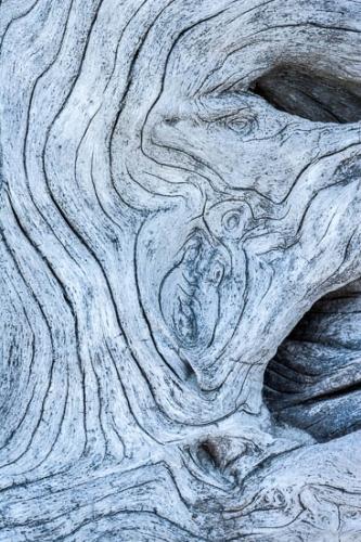 Abstract;Abstractions;Beach;Beaches;Branch;Branches;Drift;Driftwood;Herbaceous;Ocean;Patterns;Personal;Plant;Plants;Sea;Sea Foam;Shapes;Shore;Shoreline;Stock categories;Textures;Tree;Tree Trunk;Trunk;Water;Waves;bark;trees;whitewater