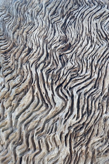 Abstract;Abstractions;Bark;Beach;Beaches;Branch;Branches;Drift;driftwood;Herbaceous;Ocean;Patterns;Plant;Sea;seafoam;Shapes;Shore;Shoreline;Textures;Tree;Tree Trunk;Trees;Trunk;Water;Waves;whitewater