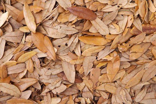 Abstract;Abstractions;Brown;Foliage;Leaf;Leafy;Leaves;Patterns;Shapes;Textures;Vein