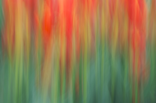 Abstract;Abstractions;Bloom;Blossom;Blossoms;Floret;Flower;Floweret;Flowering;Flowers;Green;orange;Patterns;Petal;Petals;Pistel;Red;Shapes;Spring;Stamen;Textures;White;Yellow