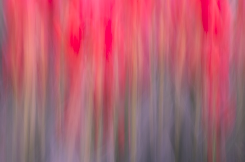 Abstract;Abstractions;Bloom;Blossom;Blossoms;Floret;Flower;Floweret;Flowering;Flowers;Green;Magenta;Patterns;Petal;Petals;Pistel;Purple;Red;Shapes;Spring;Stamen;Textures;White;Yellow