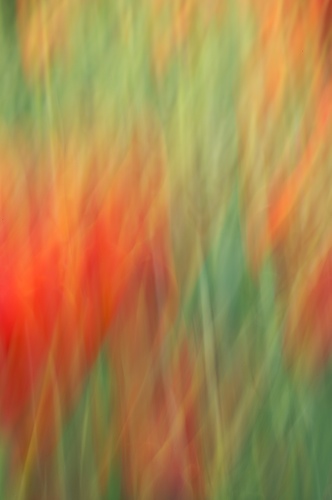 Abstract;Abstractions;Bloom;Blossom;Blossoms;Floret;Flower;Floweret;Flowering;Flowers;Green;Patterns;Petal;Petals;Pistel;Red;Shapes;Spring;Stamen;Textures;White;Yellow