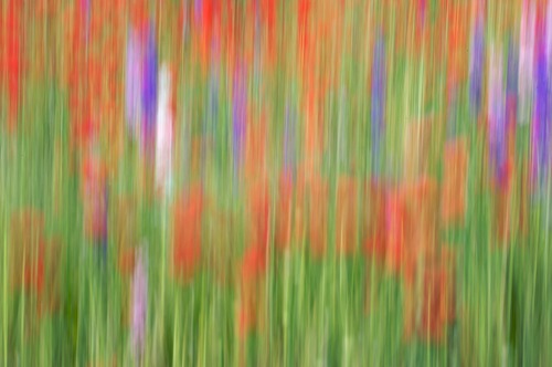 Abstract;Abstractions;Bloom;Blossom;Blossoms;Blue;Floret;Flower;Floweret;Flowering;Flowers;Green;Patterns;Petal;Petals;Pistel;Purple;Red;Shapes;Stamen;Textures