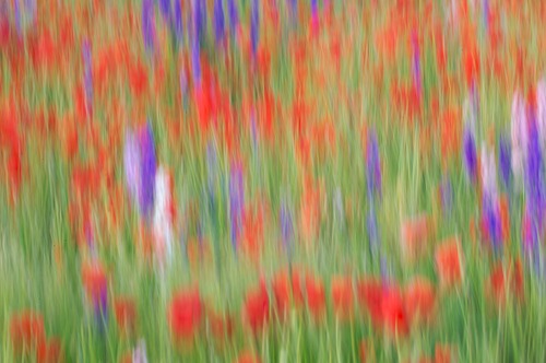 Abstract;Abstractions;Bloom;Blossom;Blossoms;Blue;Floret;Flower;Floweret;Flowering;Flowers;Green;Patterns;Petal;Petals;Pistel;Purple;Red;Shapes;Stamen;Textures