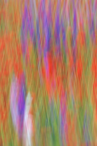 Abstract;Abstractions;Bloom;Blossom;Blossoms;Blue;Floret;Flower;Floweret;Flowering;Flowers;Green;Patterns;Petal;Petals;Pistel;Purple;Red;Shapes;Stamen;Textures