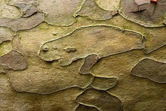 Plant;Trunk;Bark;Leafy;Branches;Branch;Woodland;Herbaceous;Shrub;Bush;Trees;Tree Trunk;Abstract;Abstractions