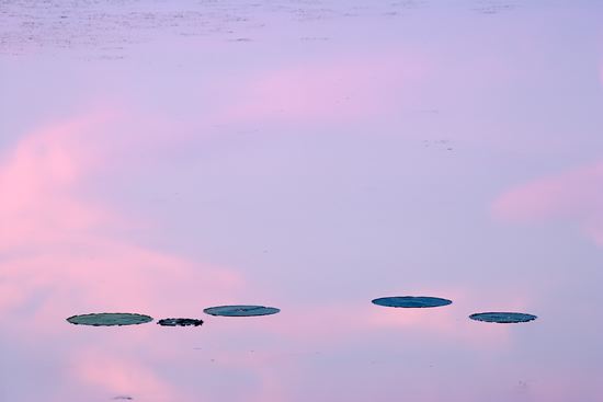 Tennessee;Brownsville;Hatchie National Wildlife Refuge;Textures;Shapes;Patterns;Abstractions;Abstract;botanical;plant;plants;botanicals;botany;vegetation;greenery;flora;herbage;herb;shrub;Reflections;Reflection;Lake;Water;Pond;Pool;Reservoir;Lagoon