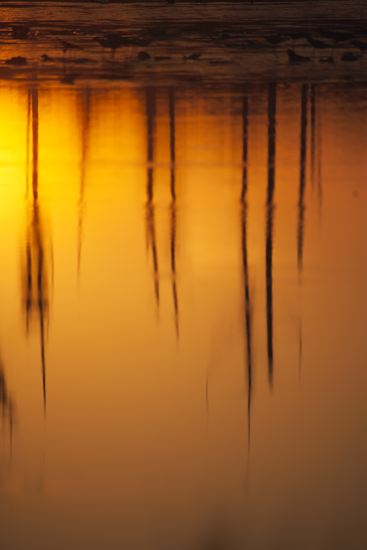 Tennessee;Brownsville;Hatchie National Wildlife Refuge;Textures;Shapes;Patterns;Abstractions;Abstract;Lake;Water;Pond;Pool;Reservoir;Lagoon;Reflections;Reflection;Plant;Trunk;Bark;Leafy;Branches;Branch;Woodland;Herbaceous;Shrub;Bush;Trees;Tree Trunk;Evening;Dusk;Nightfall;Sundown;Sunset