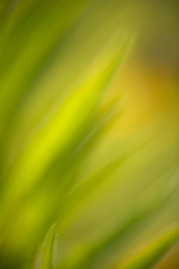 Tennessee;Columbia;Henry Horton;Floret;Floweret;Stamen;Pistel;Petals;Petal;Blossoms;Blossom;Bloom;Flowers;Flower;Textures;Shapes;Patterns;Abstractions;Abstract;botanical;plant;plants;botanicals;botany;vegetation;greenery;flora;herbage;herb;shrub;Grass