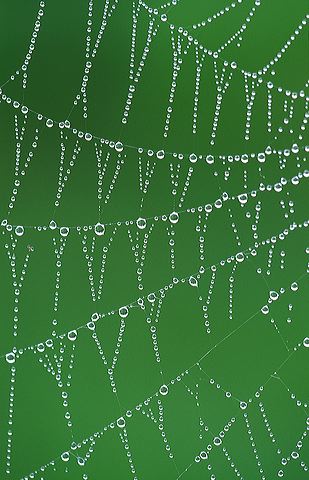 Abstract;Abstractions;Patterns;Shapes;Textures;Insects;Bug;entymology;Wings;Spider;Web;Spider Web;Arachnid