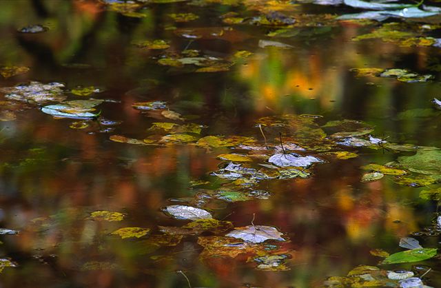 Fall Scenes;Forest;Leaf;Leaves;Nature;Trees;Autumn;Plants;Botanical;Vegetation;Foliage;Veins;Compound;Leaflet;Abstract;Abstractions;Patterns;Shapes;Textures