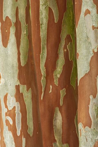 Textures;Shapes;Patterns;Abstractions;Abstract;Plant;Trunk;Bark;Leafy;Branches;Branch;Woodland;Herbaceous;Shrub;Bush;Trees;Tree Trunk