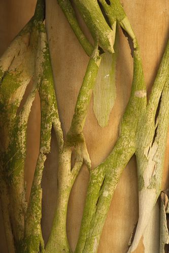 Textures;Shapes;Patterns;Abstractions;Abstract;Plant;Trunk;Bark;Leafy;Branches;Branch;Woodland;Herbaceous;Shrub;Bush;Trees;Tree Trunk