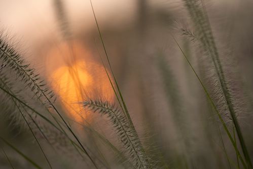 Textures;Shapes;Patterns;Abstractions;Abstract;botanical;plant;plants;botanicals;botany;vegetation;greenery;flora;herbage;herb;shrub;Light;Daylight;Sunshine;Rays;Sun rays;Beams;Streaming;Sunlight;Evening;Dusk;Nightfall;Sundown;Sunset;Break of Day;First Light;Daybreak;Dawn;Morning;Sun-up;Sunrise;Grass;Seed Head