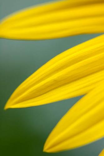 Abstract;Abstraction;Black-eyed Susan;Bloom;Blossom;Blossoms;Botannicals;Close-up;Flower;Floweret;Flowering;Flowers;Green;Line;Oneness;Pastoral;Pattern;Peaceful;Petal;Petals;Shape;Texture;Yellow;bloom;botanical;flora;floral;zen