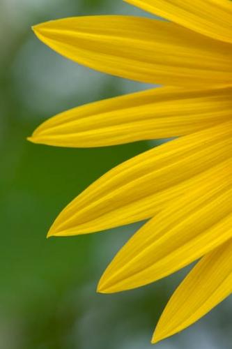 Abstract;Abstraction;Black-eyed Susan;Bloom;Blossom;Blossoms;Botannicals;Close-up;Flower;Floweret;Flowering;Flowers;Green;Line;Oneness;Pastoral;Pattern;Peaceful;Petal;Petals;Shape;Texture;Yellow;bloom;botanical;flora;floral;zen