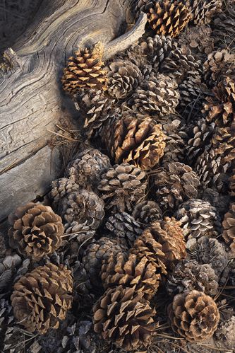 Colorado;Alamosa;Great Sand Dunes National Park and Preserve;Textures;Shapes;Patterns;Abstractions;Abstract;Pine Cones;botanical;plant;plants;botanicals;botany;vegetation;greenery;flora;herbage;herb;shrub;Organic;decay;seed;Trunk;Bark;Leafy;Branches;Branch;Woodland;Herbaceous;Bush;Trees;Tree Trunk