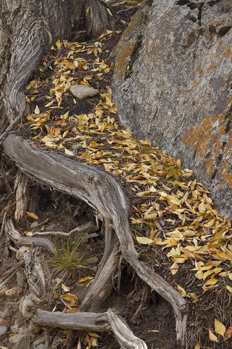 Colorado;Alamosa;Great Sand Dunes National Park and Preserve;Textures;Shapes;Patterns;Abstractions;Abstract;Striation;Stone;Rock;Boulder;Geology;Geological;Rock formations;Rocks;Plant;Trunk;Bark;Leafy;Branches;Branch;Woodland;Herbaceous;Shrub;Bush;Trees;Tree Trunk;Leaf;Leaves;Foliage;Vein