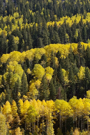 Bark;Branch;Branches;Bush;Foliage;Herbaceous;Leaf;Leafy;Leaves;Plant;Shrub;Tree Trunk;Trees;Trunk;Vein;Woodland