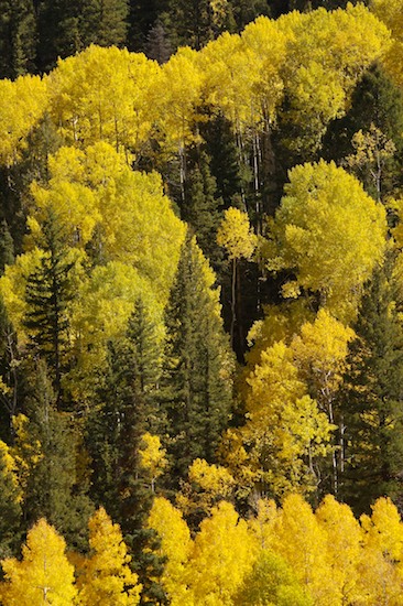Autumn;Bark;Branch;Branches;Bush;Colorado;Fall;Foliage;Herbaceous;Leaf;Leafy;Leaves;Plant;Shrub;Tree Trunk;Trees;Trunk;Vein;Wolf Creek Pass;Woodland;Yellow