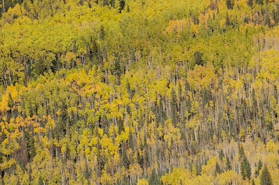 Abstract;Abstractions;Autumn;Bark;Branch;Branches;Bush;Colorado;Fall;Foliage;Green;Herbaceous;Leaf;Leafy;Leaves;Patterns;Plant;Seasons;Shapes;Shrub;Textures;Tree Trunk;Trees;Trunk;Vein;Wolf Creek Pass;Woodland;Yellow