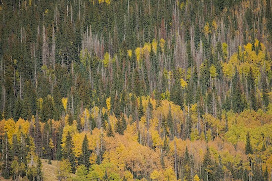 Abstract;Abstractions;Autumn;Bark;Branch;Branches;Bush;Colorado;Fall;Foliage;Green;Herbaceous;Leaf;Leafy;Leaves;Patterns;Plant;Seasons;Shapes;Shrub;Textures;Tree Trunk;Trees;Trunk;Vein;Wolf Creek Pass;Woodland;Yellow