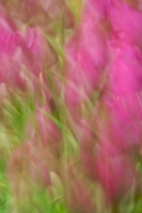 Abstract;Abstractions;Bloom;Blossom;Flower;Flowering;Flowers;Green;Patterns;Pink