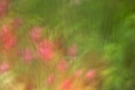 Abstract;Bloom;Blossom;Flower;Flowering;Flowers;Green;Pink;Red