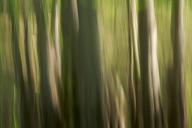 Abstract;Abstractions;Beige;Gray;Green;Mississippi;Patterns;Plant;Shapes;Tan;Tex