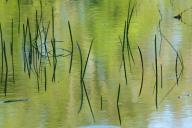 Abstract;Abstractions;Grass;Green;Lake;Mississippi;Patterns;Pond;reeds;Reflectio