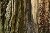 Abstract;Abstractions;Bark;Branch;Branches;Brown;California;Gray;Green;Herbaceou