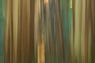 Abstract;Abstractions;Bark;Branch;Branches;Brown;California;Gray;Green;Herbaceou