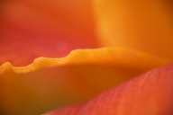 Abstract;Abstractions;Bloom;Blossom;Blossoms;Damp;Dew;Dewy;Drop;Droplet;Floret;F